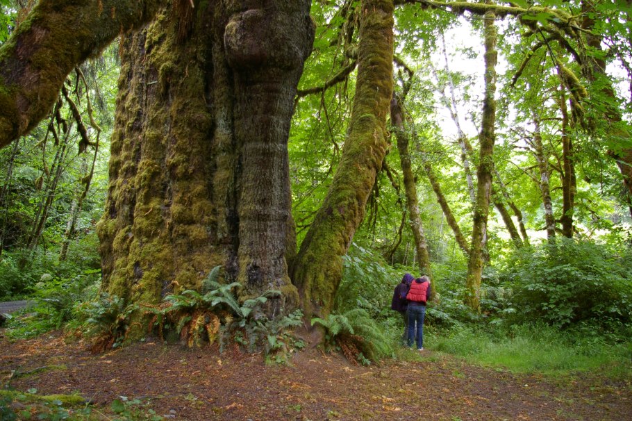 Sitka spruce