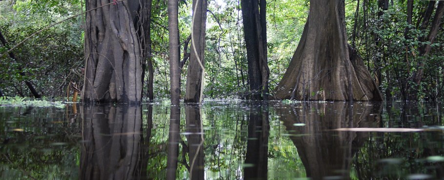 Галерейные леса южной америки