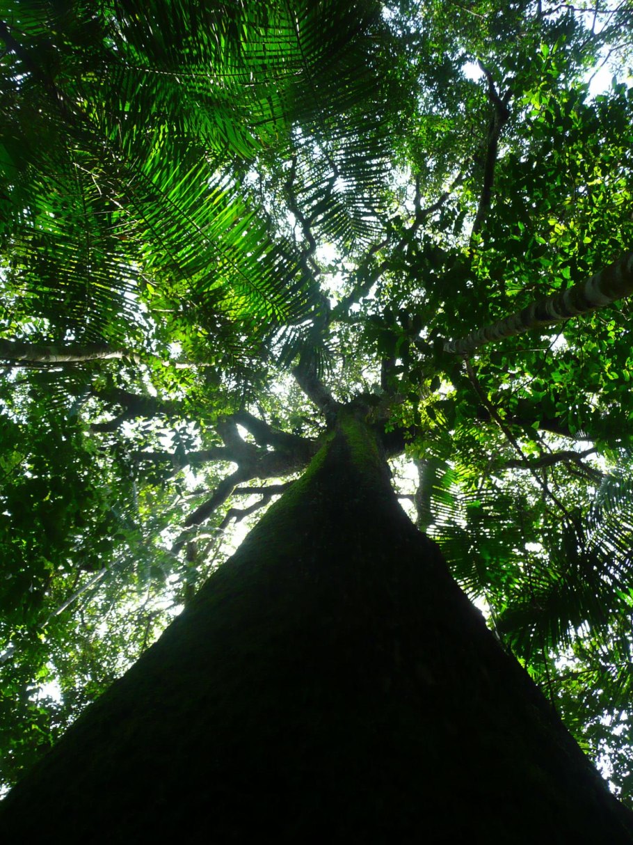 Сельва Сейба