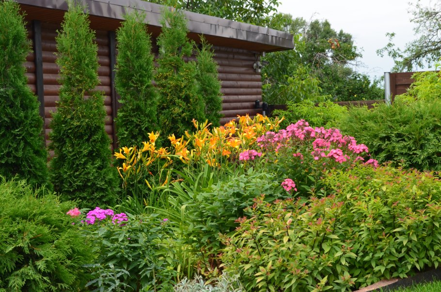 Миксбордер с флоксами и хвойными