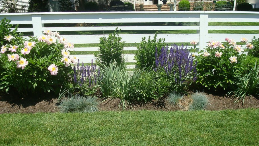 Гортензия, примула , спирея