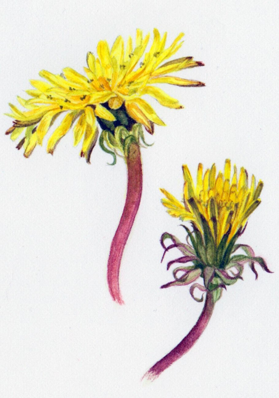 Подсолнечник однолетний строение цветка