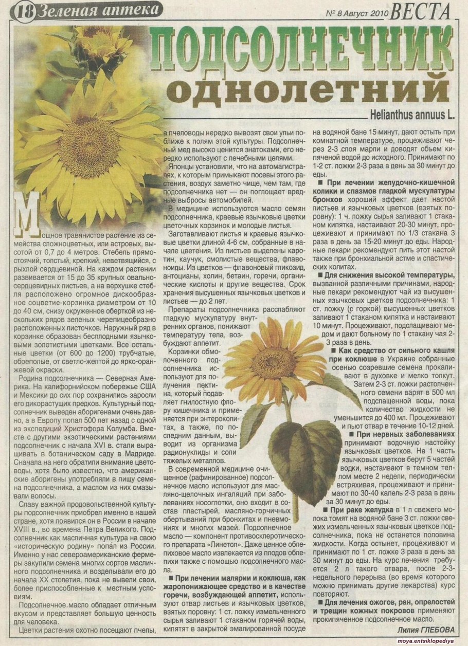 Семейство сложноцветные подсолнечник