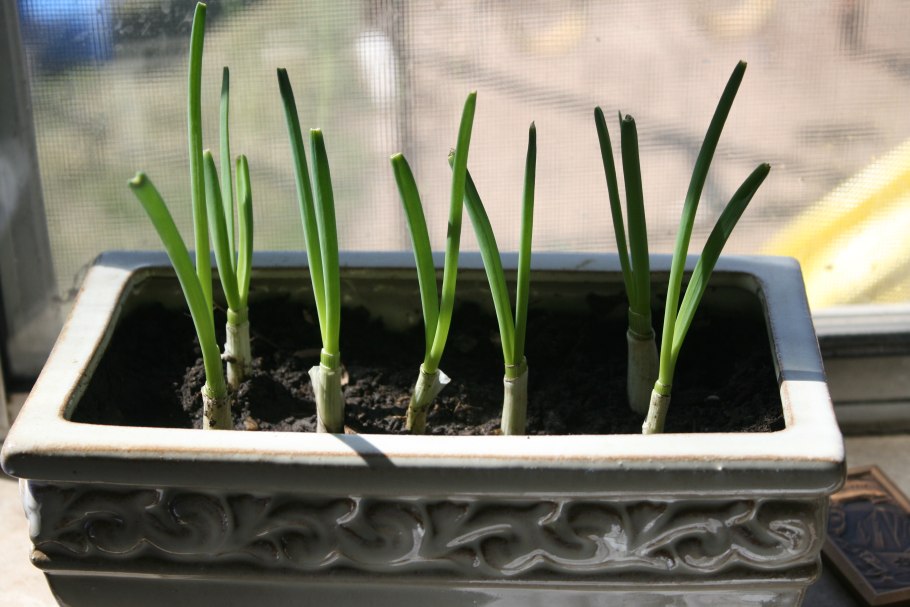 Лук порей посев