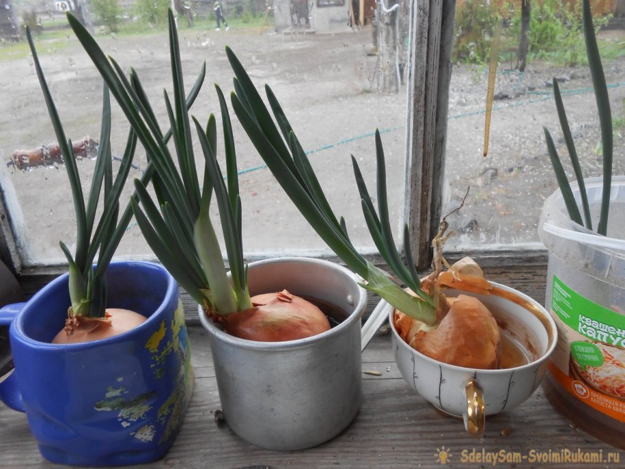 Лук порей ростки