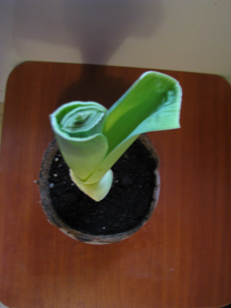 Лук горный батун