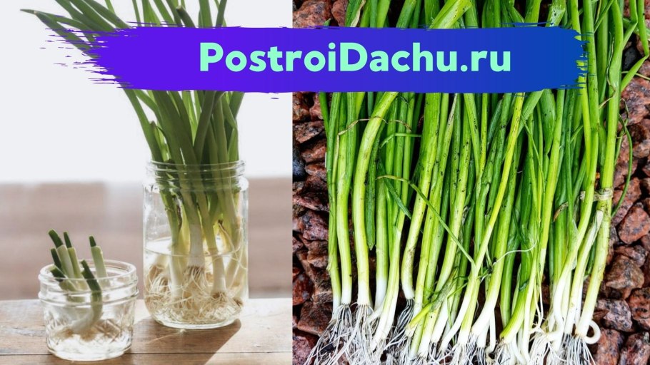 Девочка держит лук в кухне