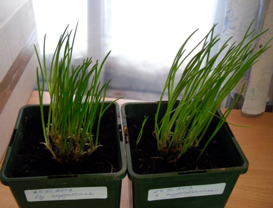 Всходы лука Эксибишен