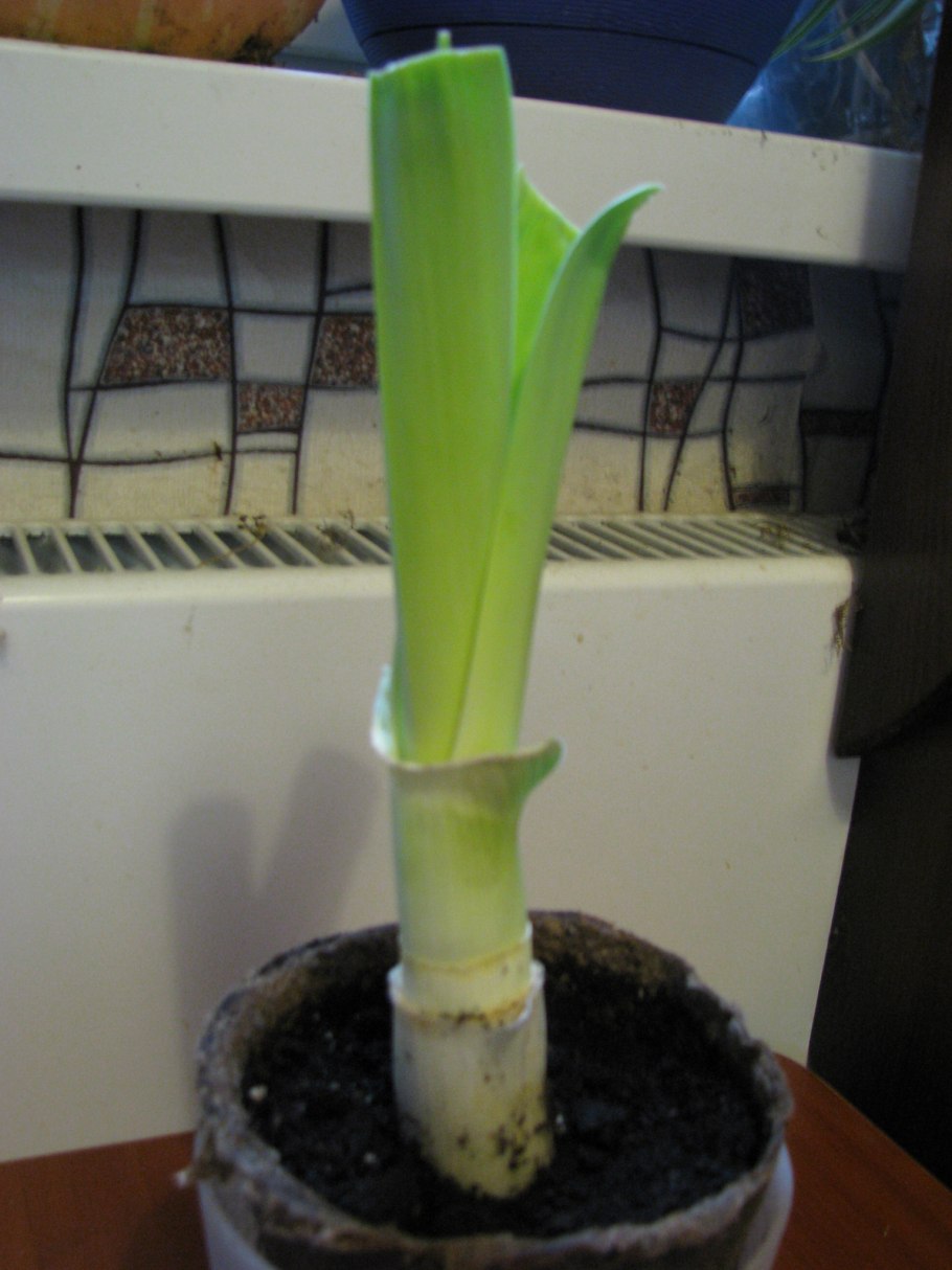 Лук порей выращивать на подоконнике