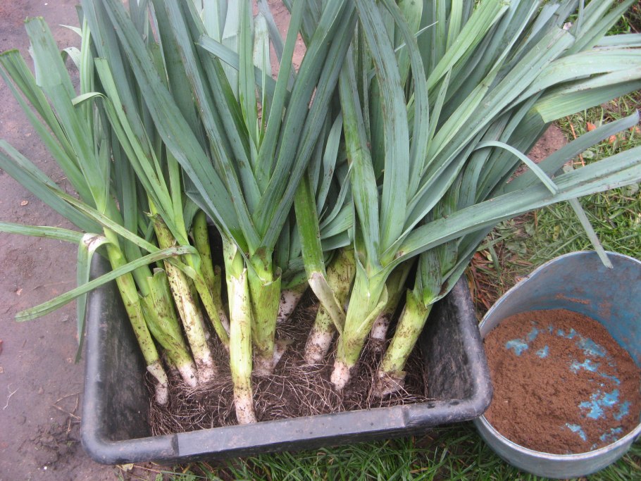 Перелив рассады лука