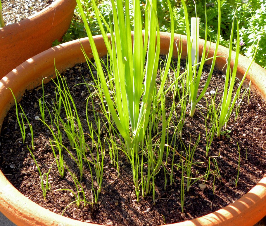 Лук батун севок на подоконники