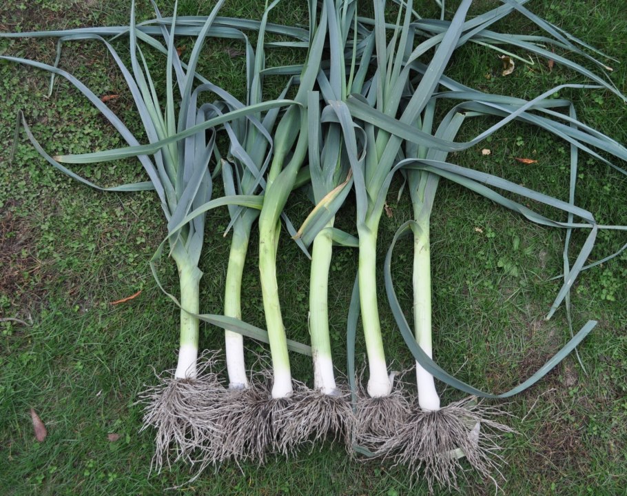 Микрозелень лука порея