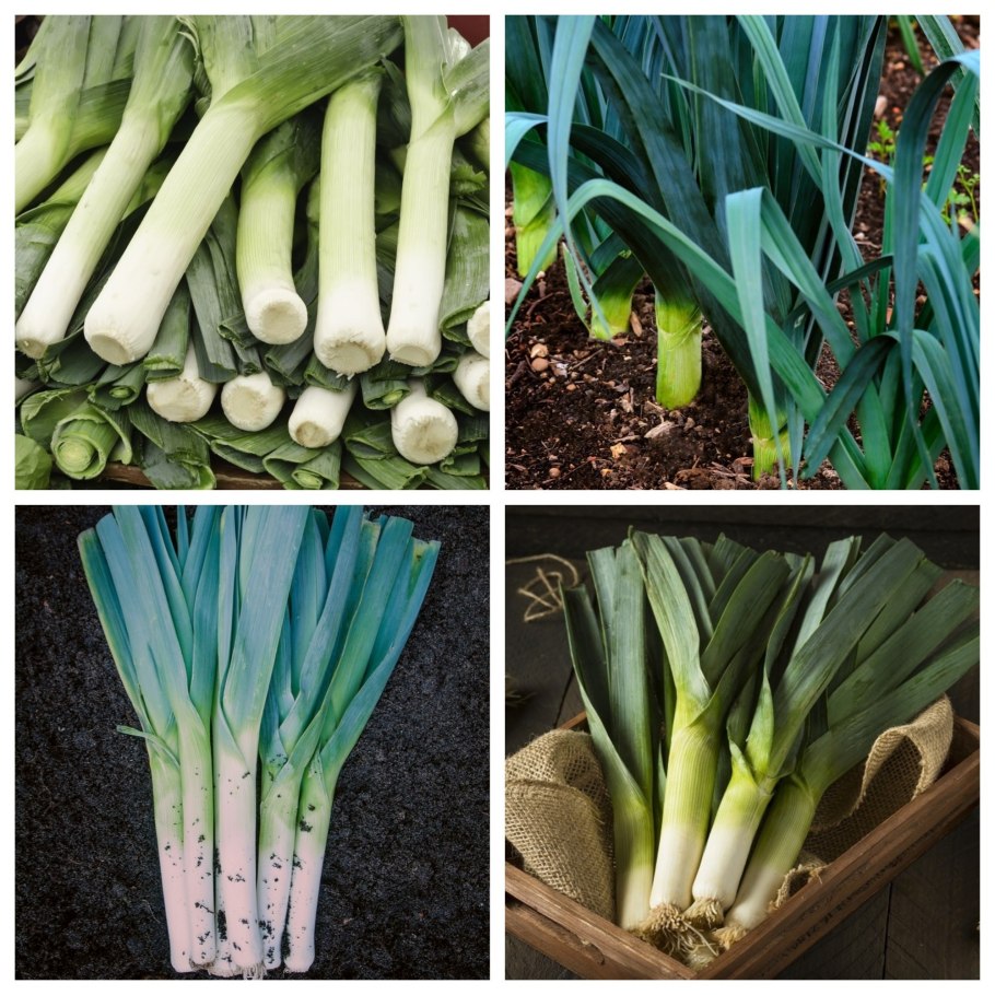 Лука батун на подоконнике