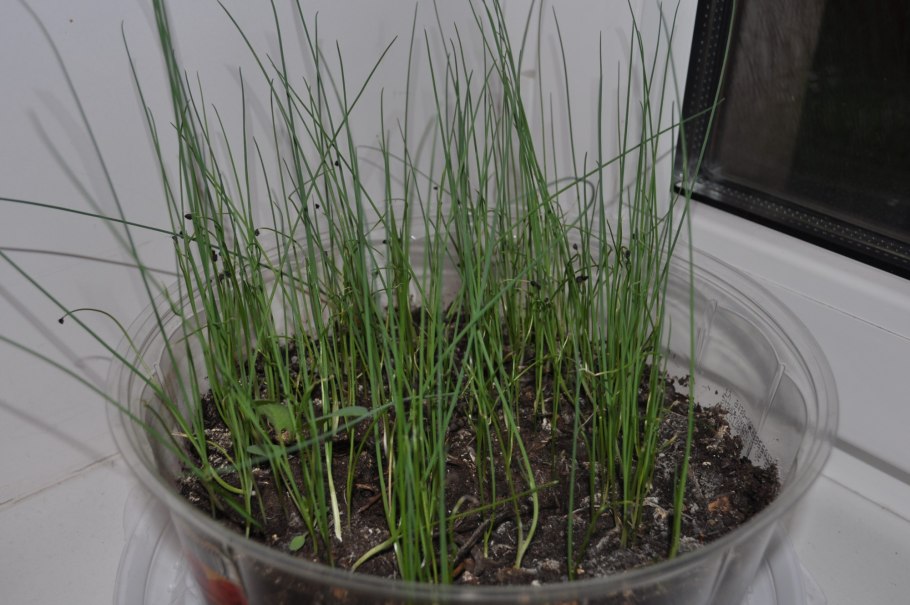 Лук порей в горшке