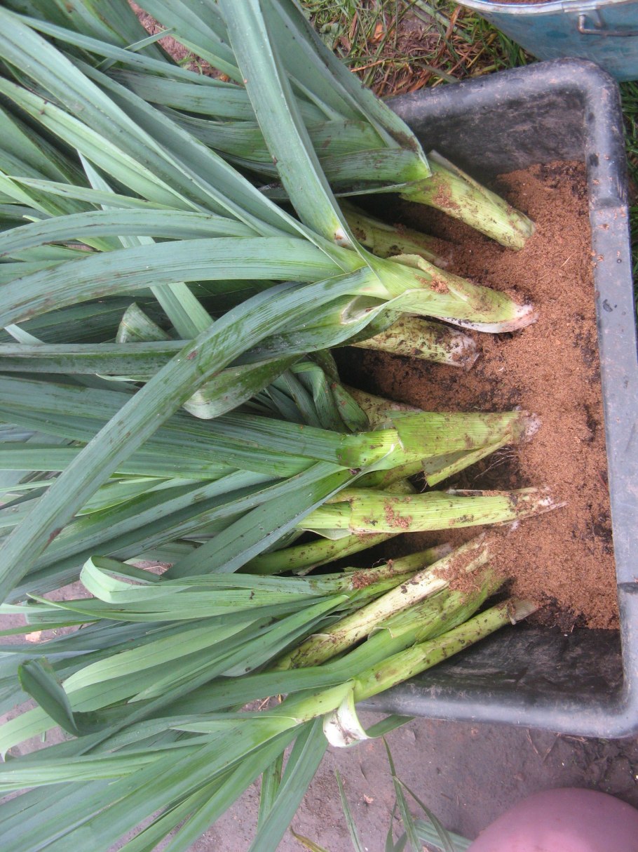 Лук порей рассада