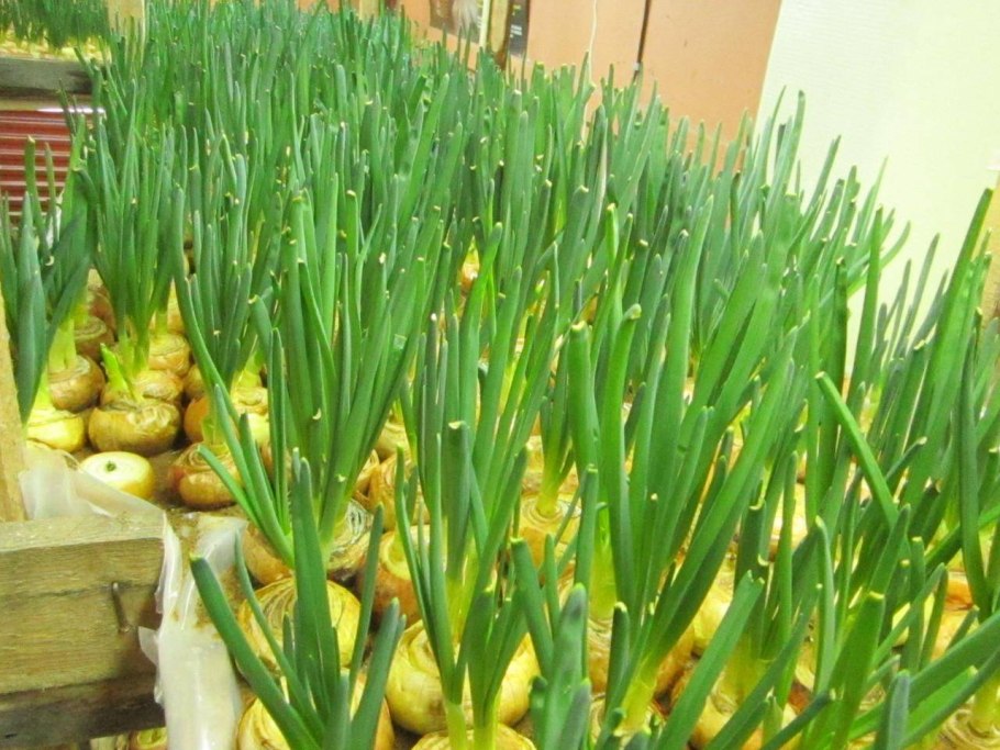 Лук джусай рассада