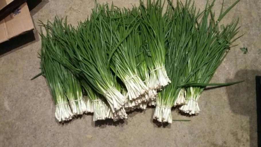 Лук на зелень