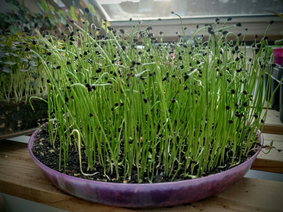 Лук латук и порей