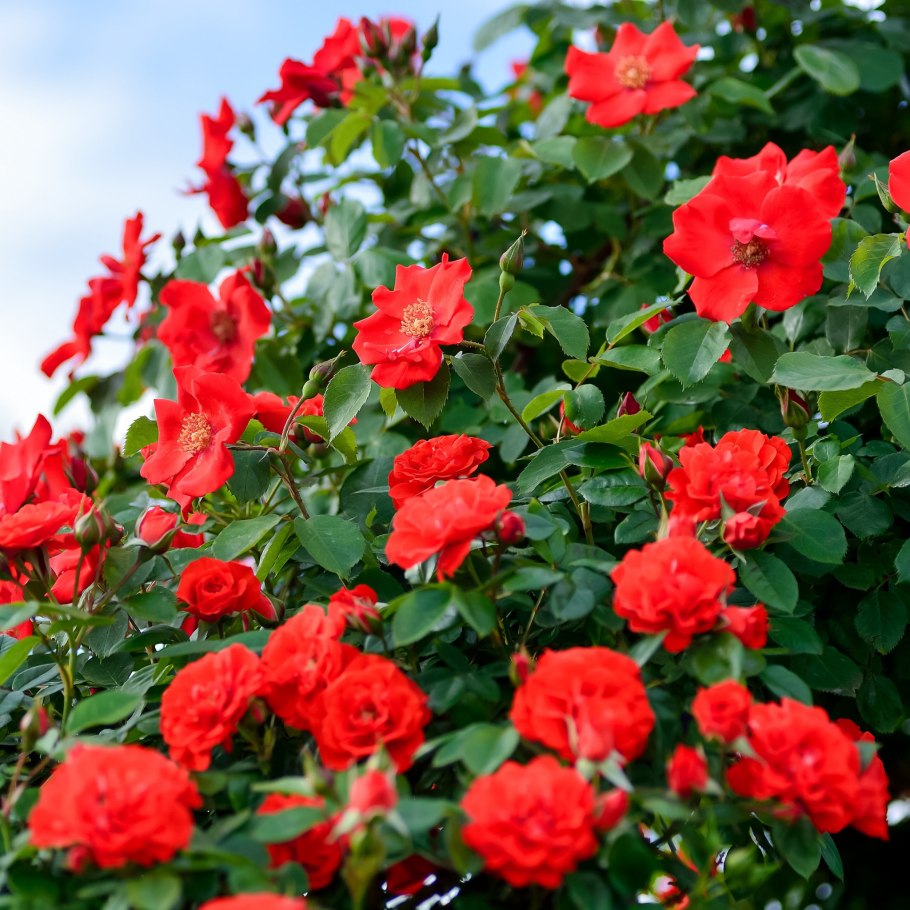 Куст шиповника роз