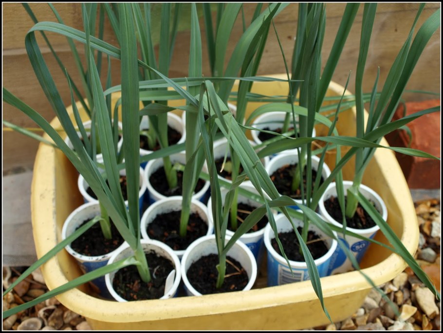 Лук порей ростки