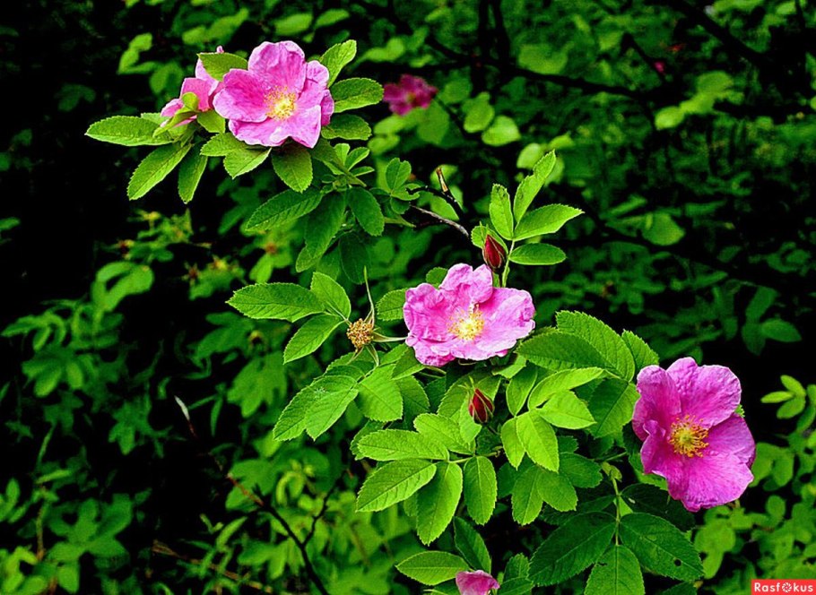 Шиповник роза Даурская куст