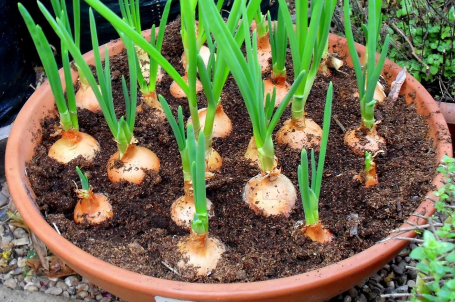 Лук батун всходы