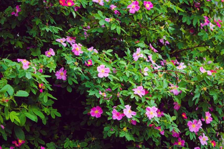 Шиповник куст