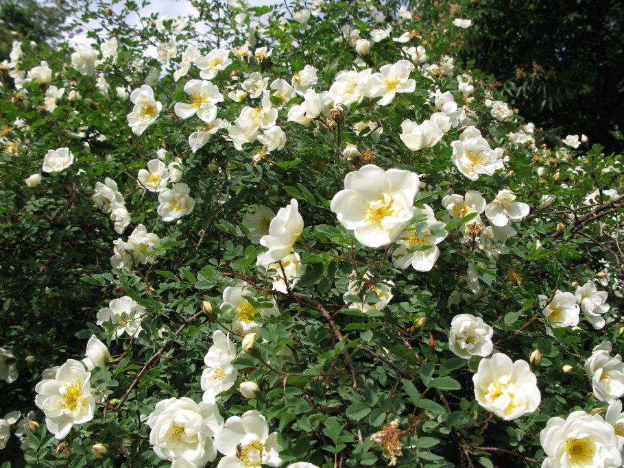 Роза колючейшая “Rosa pimpinellifolia”