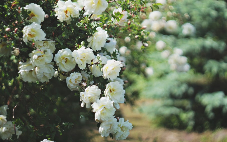 Роза Морден Сноубьюти