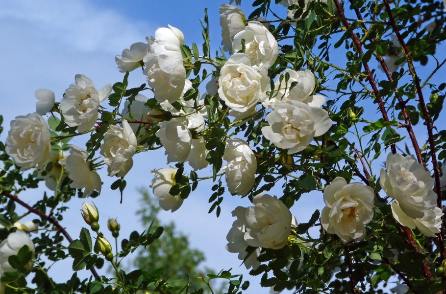 Белый шиповник куст