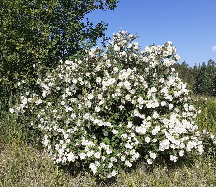 Белый шиповник куст