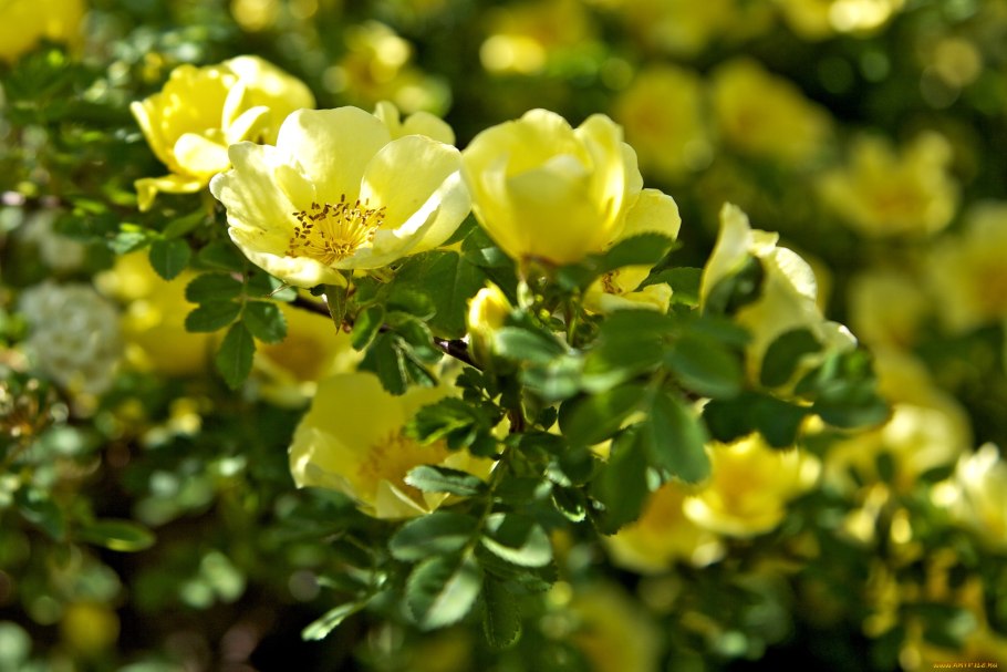 Желтый шиповник Капуцинская роза