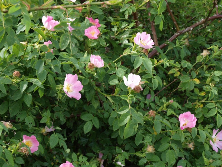 Парковая роза шиповник