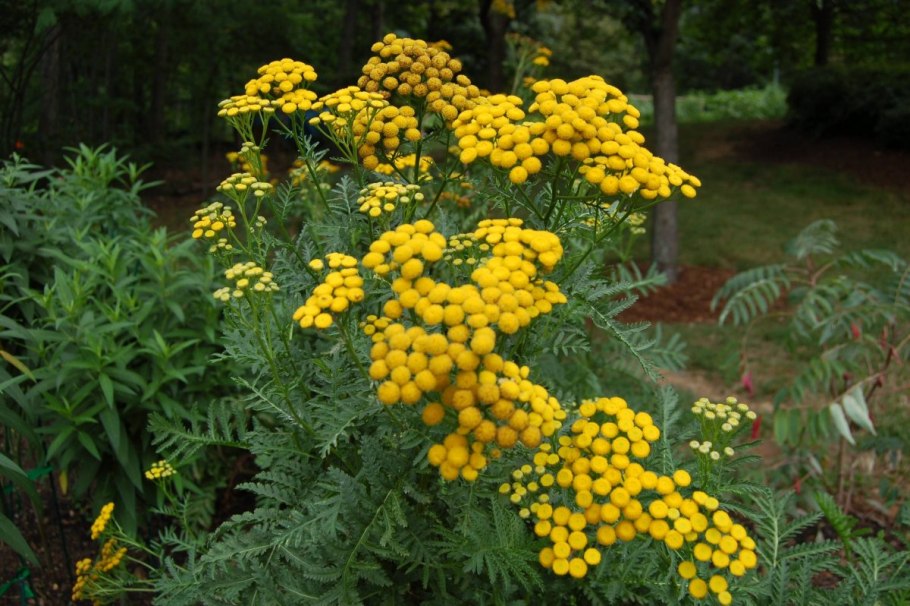 Полынь горькая пижма