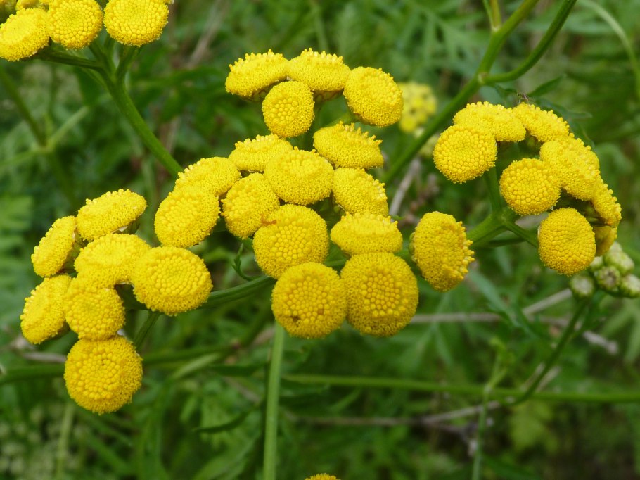 Пижма белая декоративная