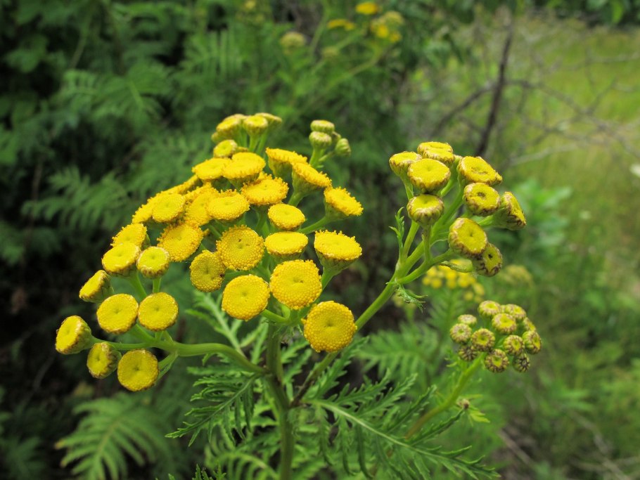 Пижма обыкновенная (Tanacetum vulgare)