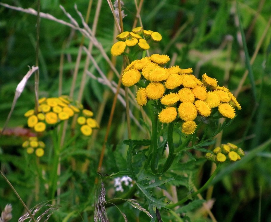 Пижма обыкновенная в поле