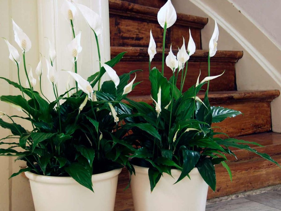 Фикус замиокулькас