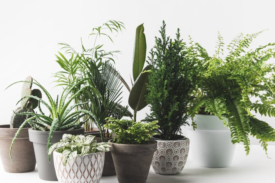 Аспидистра Элатиор