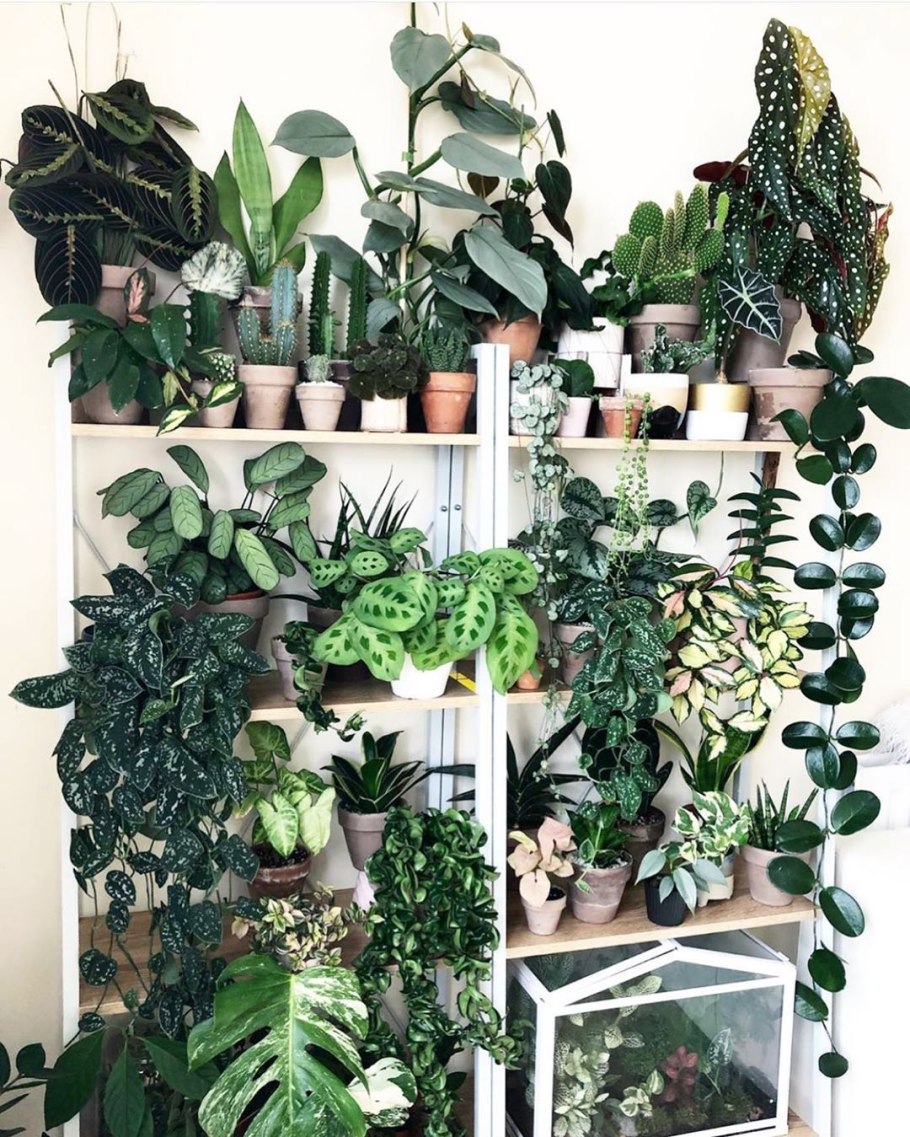 Папоротник комнатный нефролепис