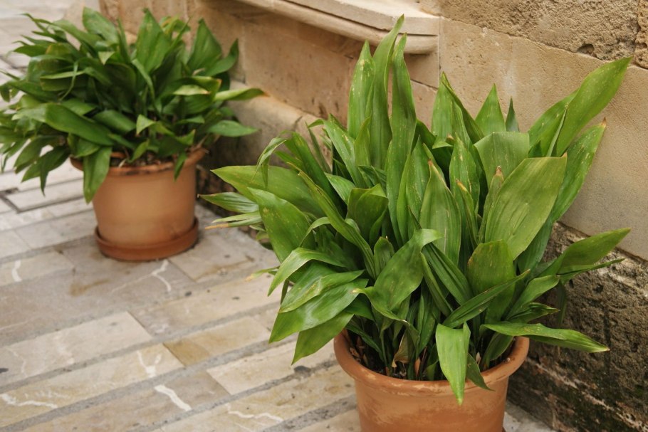 Хлорофитум Капский Chlorophytum capense