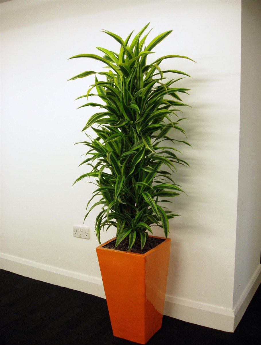 Растения обычные названия