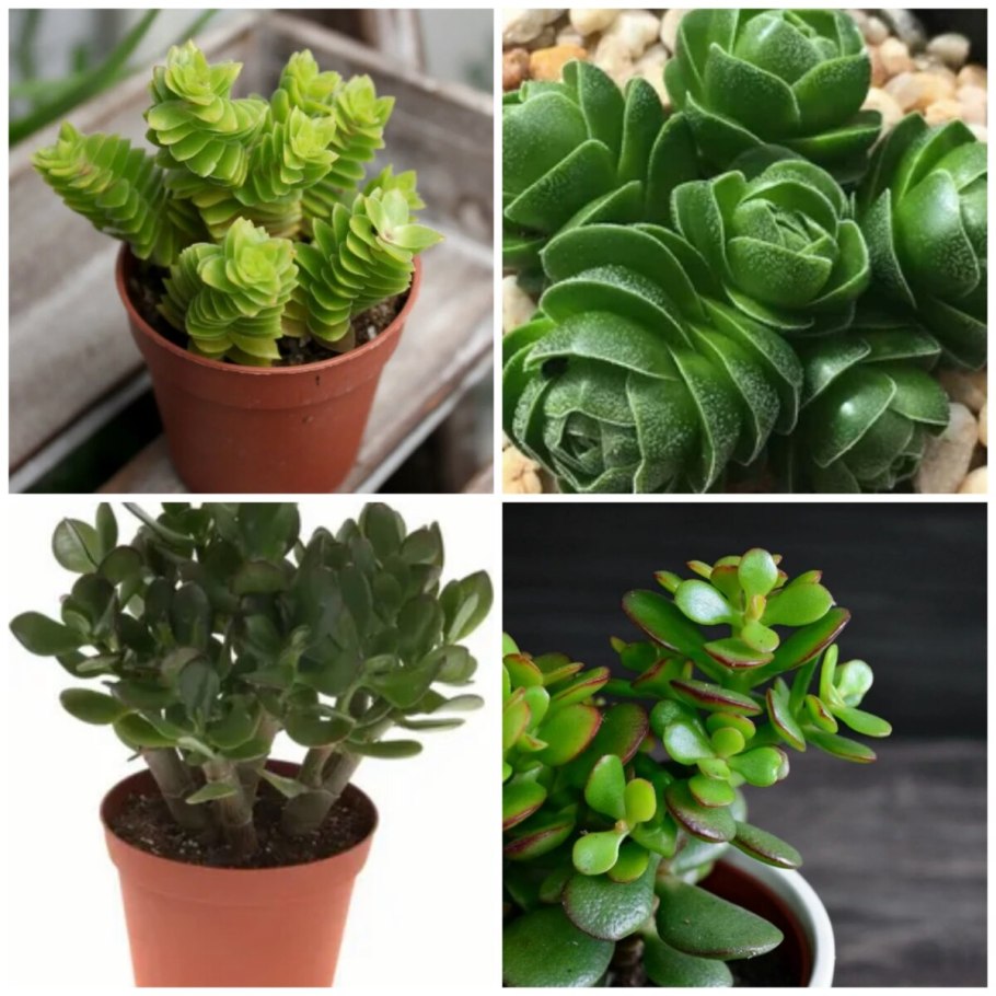 Тенелюбивое растение для зимнего сада