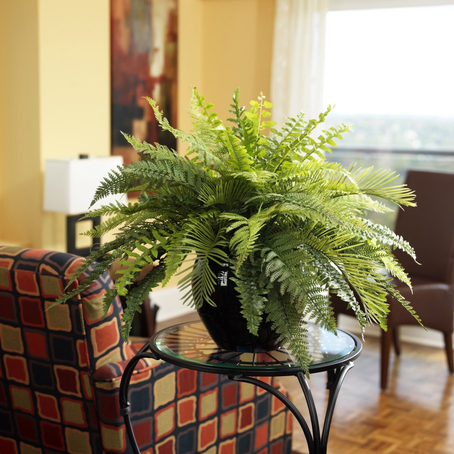 Цветок дружная семейка Аспидистра