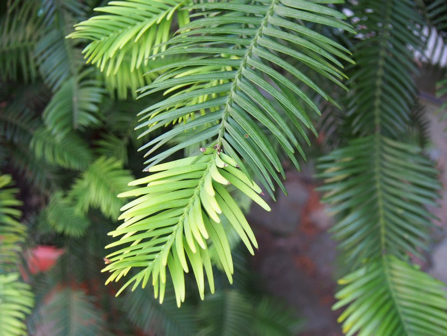 (Wollemia Nobilis) Воллемия благородная