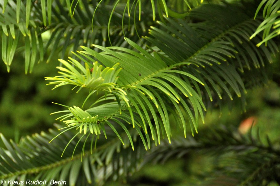 Воллемия благородная