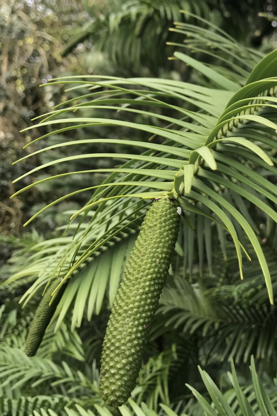 Воллемия благородная листья