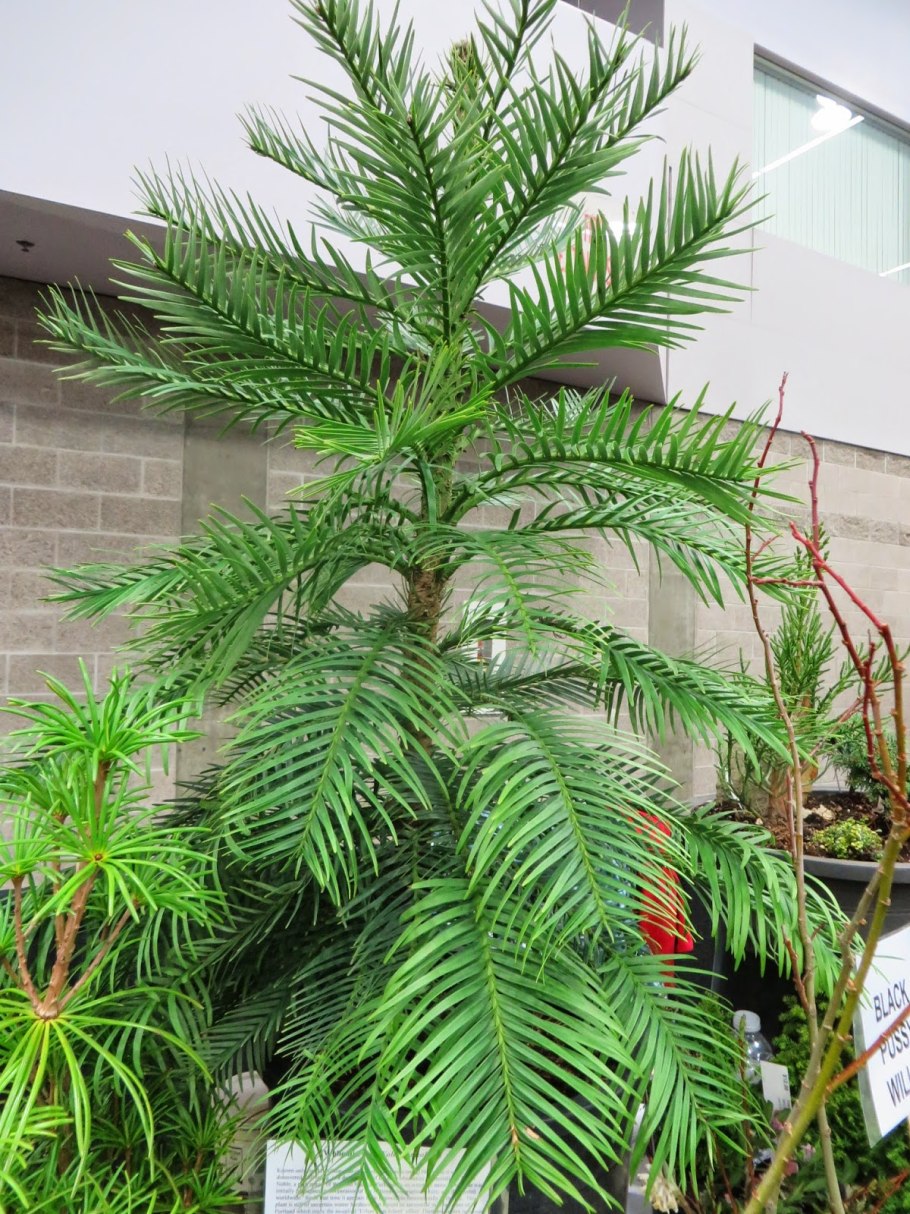 Воллемия дерево