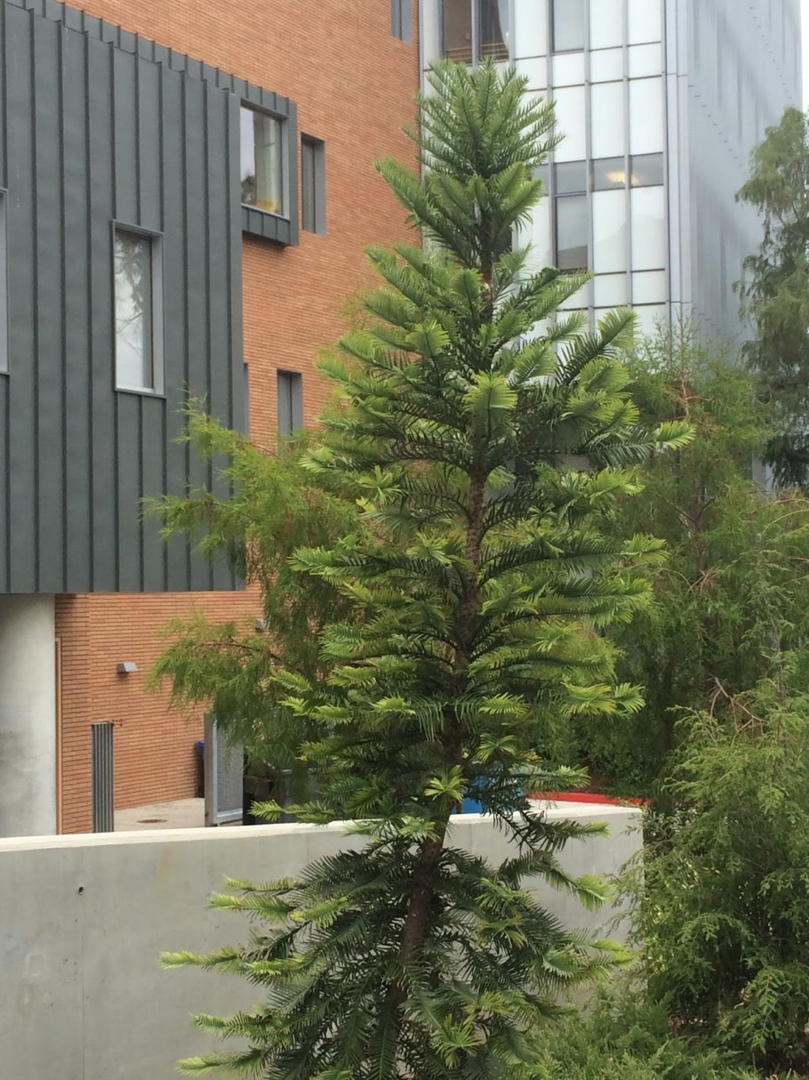 (Wollemia Nobilis) Воллемия благородная