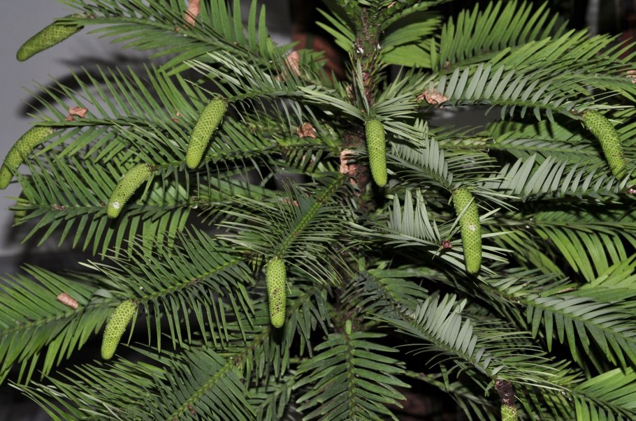 Воллемская сосна